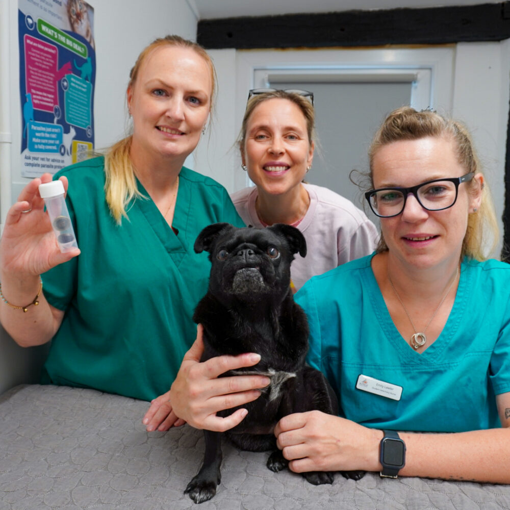 A Pug dog on a vet practice examination table with her owner and two veterinary nurses.