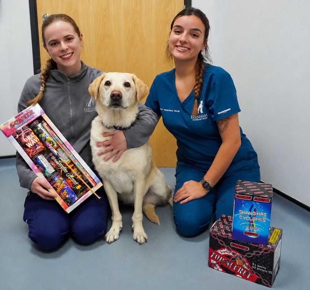 A vet nurse and a vet kneeling by a yellow labrador. The vet is holding a box of fireworks