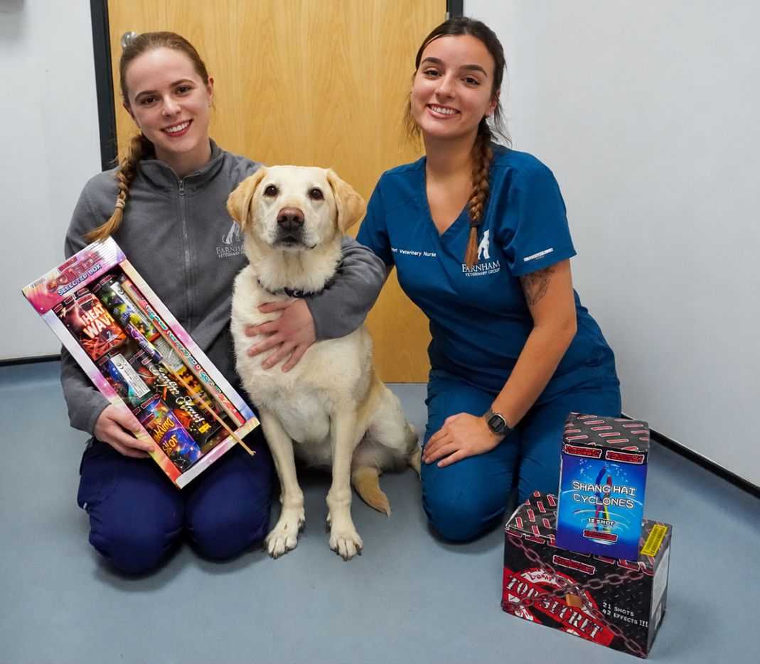 Five steps to help your pets beat the firework fright this Bonfire Night