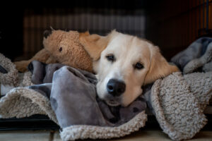 Yellow Labrador dog snuggled up in blankets with a teddy bear toy