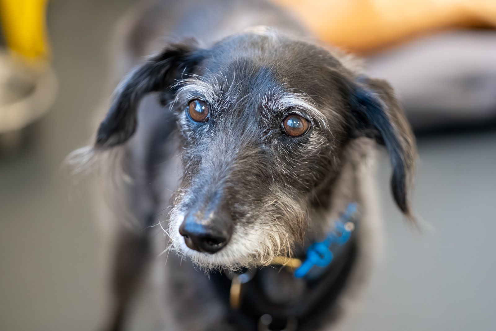 Vets reveal five ways owners can help senior pets stay happy and healthy